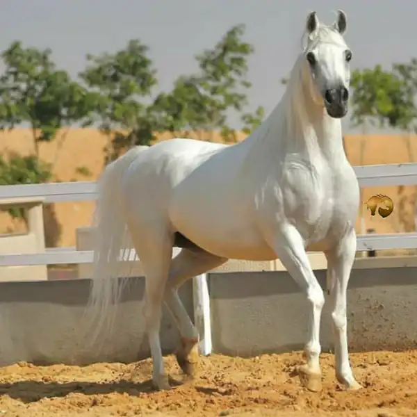 تعبیر خواب اسب سفید برای دختر مجرد + برای زن متاهل و باردار و از دید آنلی بیتون