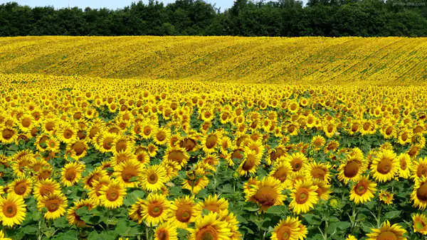 تعبیر خواب گل ابن سیرین + برای زن متاهل و باردار و دختر مجرد