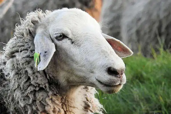 تعبیر خواب گوسفند ابن سیرین + برای زن متاهل و باردار و دختر مجرد