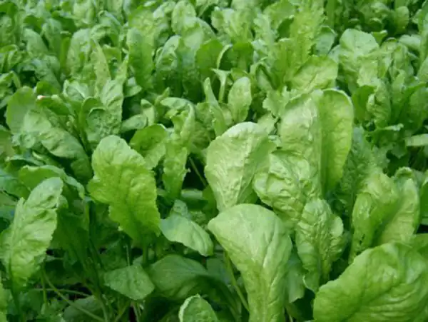 تعبیر خواب سبزی شاهی + برای زن متاهل و باردار و دختر مجرد