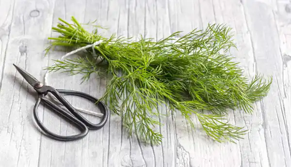 تعبیر خواب سبزی شوید + برای زن متاهل و باردار و دختر مجرد