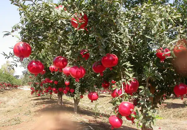 تعبیر خواب انار چیدن + برای زن متاهل و باردار و دختر مجرد