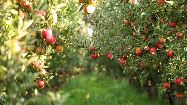تعبیر خواب باغ سیب + برای زن متاهل و باردار و دختر مجرد