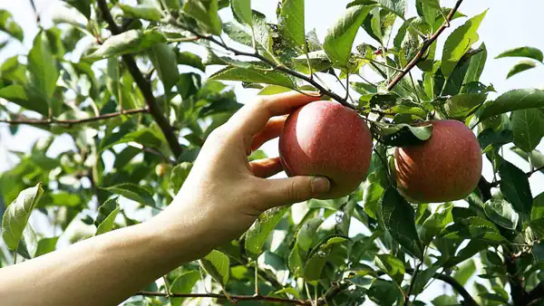 تعبیر خواب چیدن سیب از درخت + برای زن متاهل و باردار و دختر مجرد