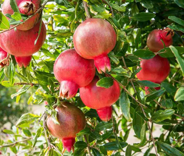 تعبیر خواب درخت انار + برای زن متاهل و باردار و دختر مجرد