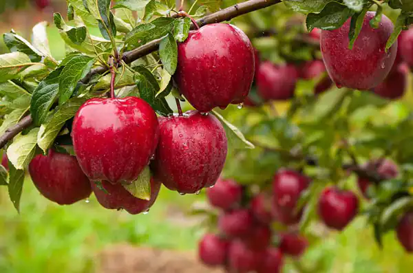 تعبیر خواب درخت سیب + برای زن متاهل و باردار و دختر مجرد