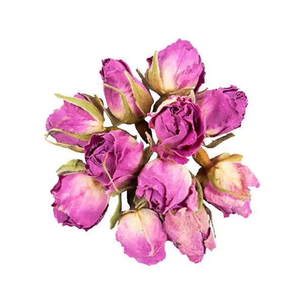 تعبیر خواب غنچه گل محمدی تازه + برای زن متاهل و باردار و دختر مجرد
