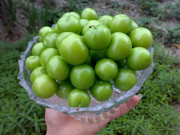 تعبیر خواب گوجه سبز در بارداری + برای زن متاهل و باردار و دختر مجرد