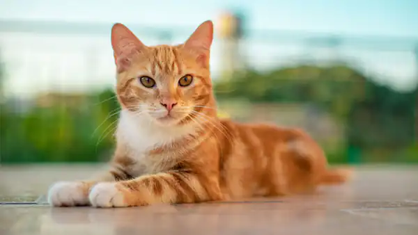تعبیر خواب گربه زرد رنگ + برای زن متاهل و باردار و دختر مجرد
