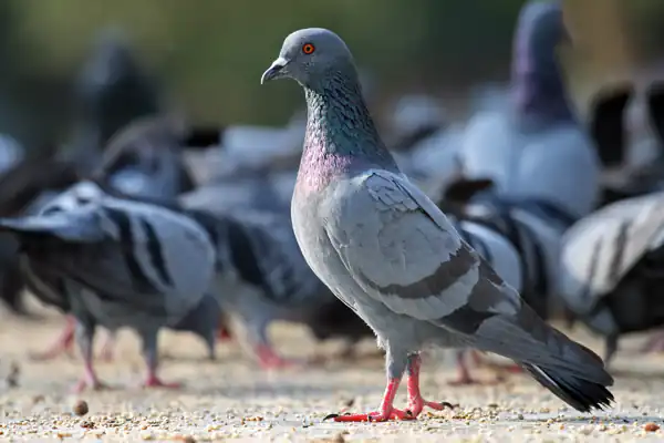 تعبیر خواب کبوتر چاهی + برای زن متاهل و باردار و دختر مجرد