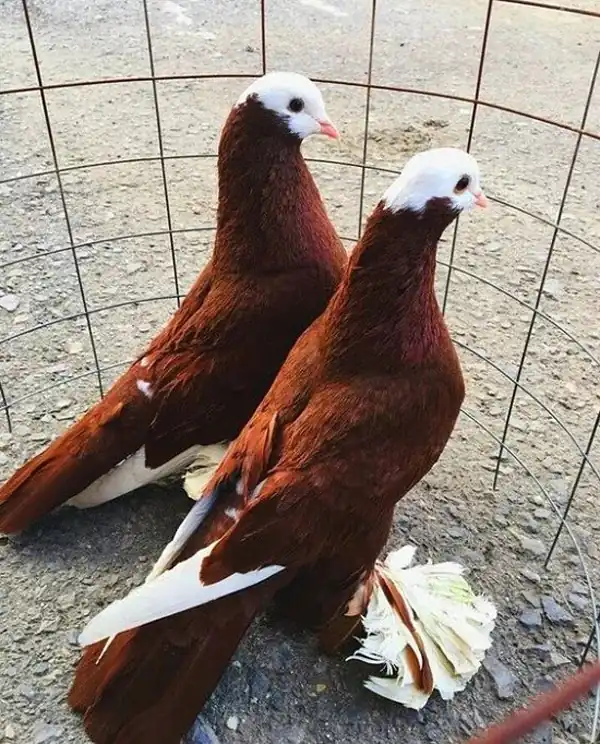 تعبیر خواب کبوتر قرمز + برای زن متاهل و باردار و دختر مجرد