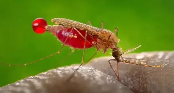 تعبیر خواب خون خوار برای دختر مجرد و زن متاهل و باردار و مطلقه