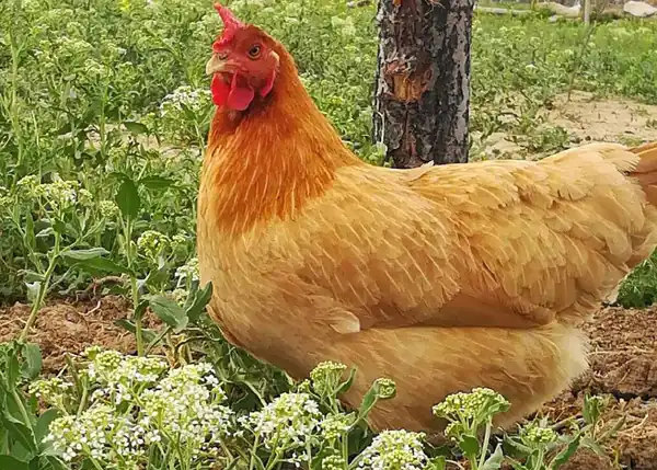 تعبیر خواب مرغ زنده نی نی سایت + برای زن متاهل و باردار و دختر مجرد