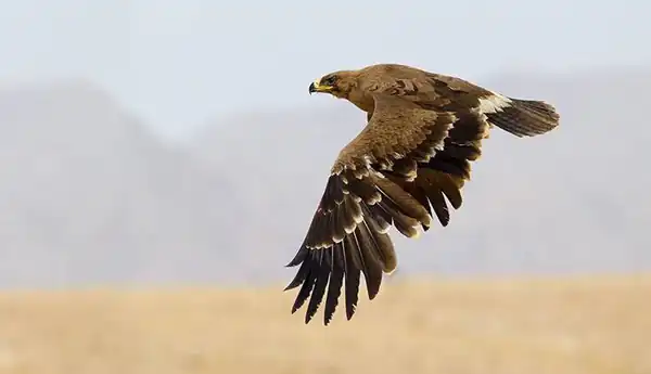 تعبیر خواب پرواز عقاب + برای زن متاهل و باردار و دختر مجرد