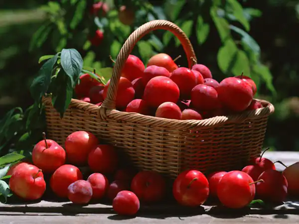 تعبیر خواب سبد سیب + برای زن متاهل و باردار و دختر مجرد