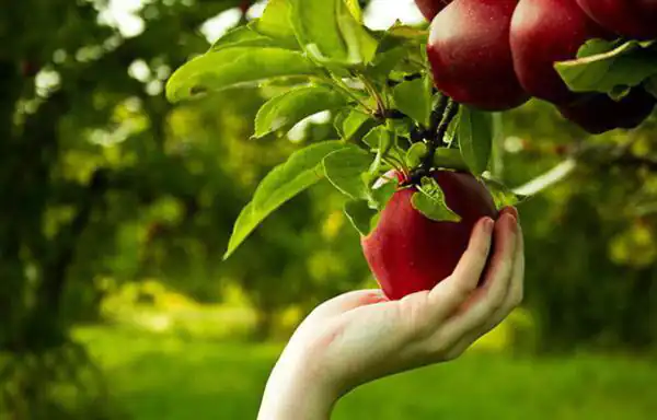 تعبیر خواب سیب چیدن + برای زن متاهل و باردار و دختر مجرد