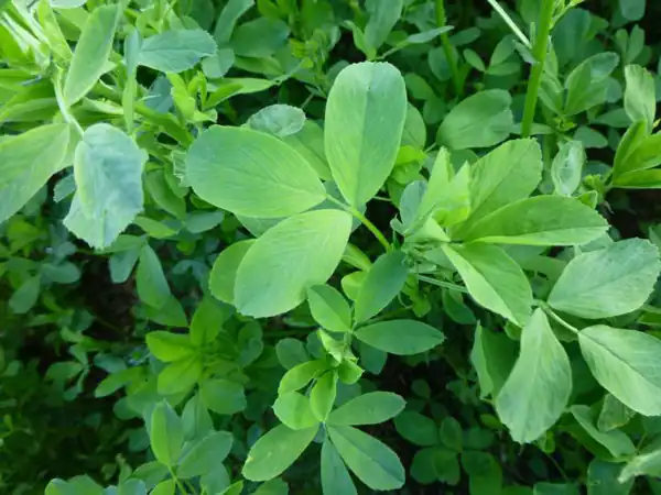 تعبیر خواب یونجه ابن سیرین + برای زن متاهل و باردار و دختر مجرد