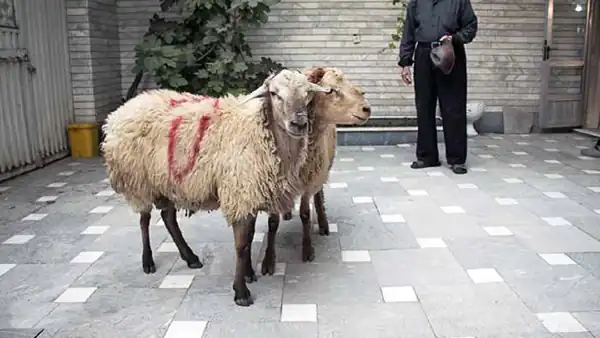 تعبیر خواب ذبح گوسفندان حضرت یوسف + برای زن متاهل و باردار و دختر مجرد