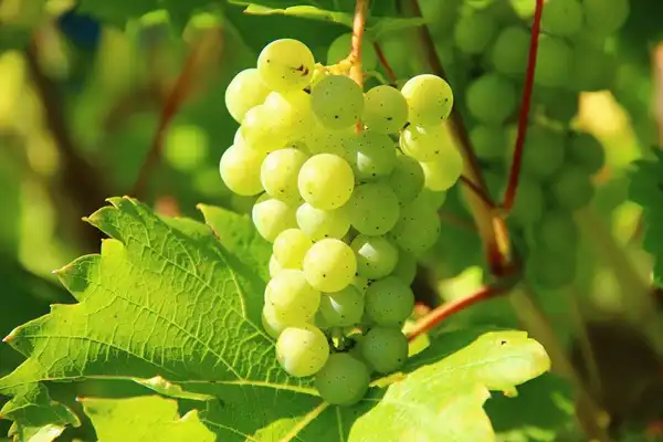 تعبیر خواب انگور سبز برای زن باردار + برای زن متاهل و دختر مجرد