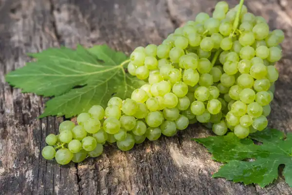 تعبیر خواب انگور سبز + برای زن متاهل و باردار و دختر مجرد