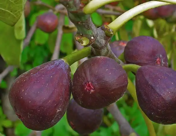 تعبیر خواب انجیر چیدن از درخت + برای زن متاهل و باردار و دختر مجرد