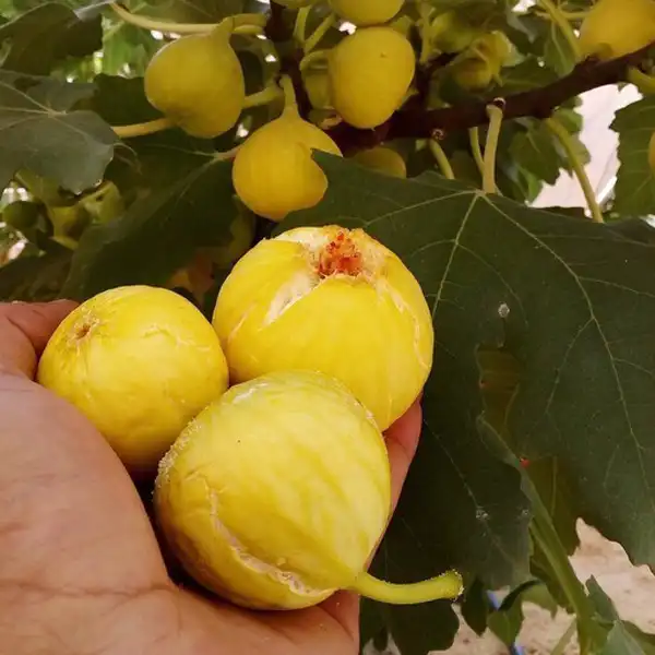 تعبیر خواب انجیر سفید + برای زن متاهل و باردار و دختر مجرد