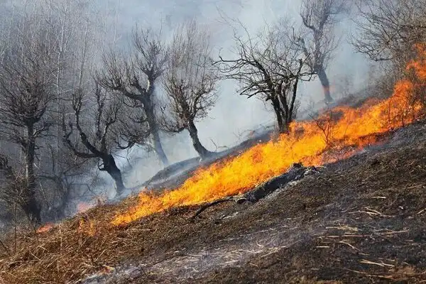 تعبیر خواب آتش گرفتن درخت + برای زن متاهل و باردار و دختر مجرد