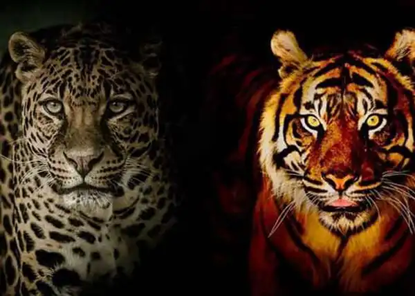 تعبیر خواب ببر و پلنگ + برای زن متاهل و باردار و دختر مجرد