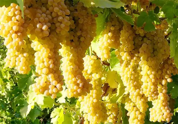 تعبیر خواب باغ انگور + برای زن متاهل و باردار و دختر مجرد