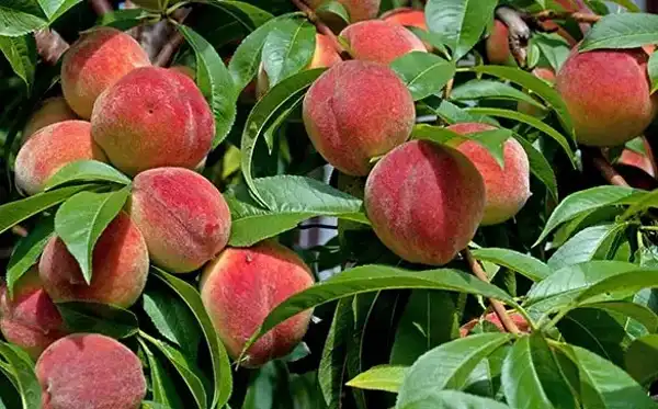 تعبیر خواب باغ هلو + برای زن متاهل و باردار و دختر مجرد