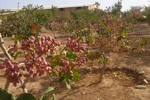 تعبیر خواب باغ پسته برای زن متاهل و باردار و دختر مجرد