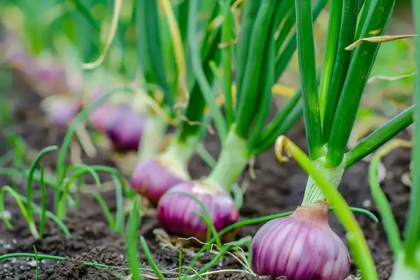 تعبیر خواب برگ پیاز + برای زن متاهل و باردار و دختر مجرد