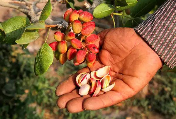 تعبیر خواب چیدن پسته از درخت برای زن متاهل و باردار و دختر مجرد