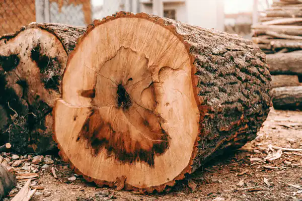 تعبیر خواب چوب + برای زن متاهل و باردار و دختر مجرد