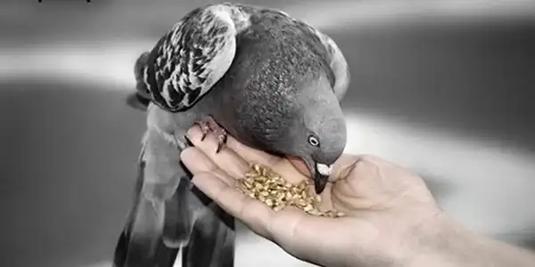 تعبیر خواب دانه دادن به کبوتر + برای زن متاهل و باردار و دختر مجرد