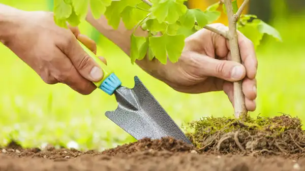 تعبیر خواب درخت کاشتن + برای زن متاهل و باردار