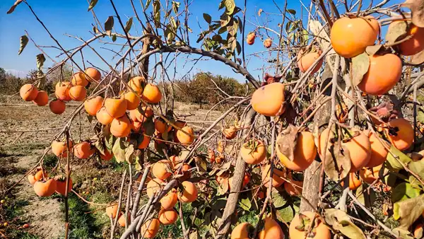 تعبیر خواب درختان خرمالو برای زن متاهل و باردار و دختر مجرد