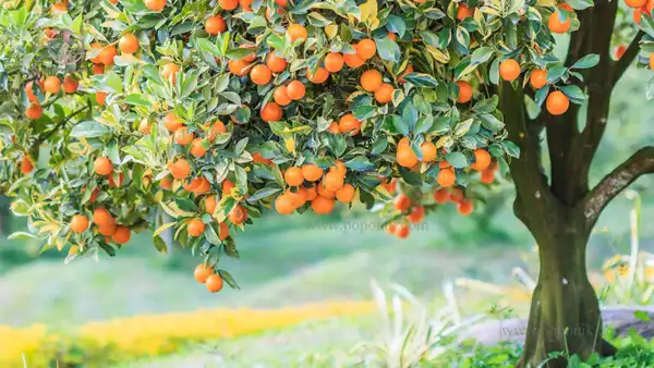 تعبیر خواب درختان میوه برای زن متاهل و باردار و دختر مجرد