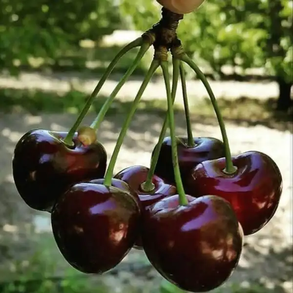 تعبیر خواب درخت گیلاس پربار + برای زن متاهل و باردار و دختر مجرد