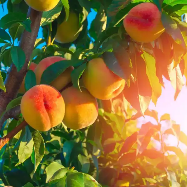 تعبیر خواب درخت هلو + برای زن متاهل و باردار و دختر مجرد