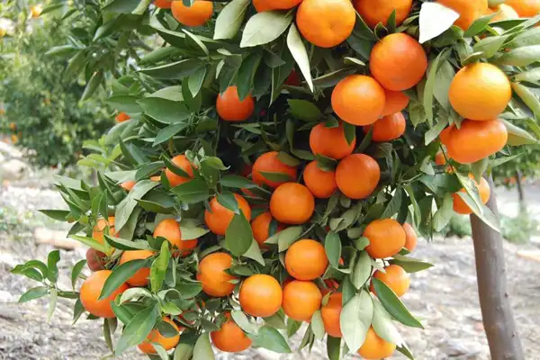 تعبیر خواب درخت میوه + برای زن متاهل و باردار و دختر مجرد