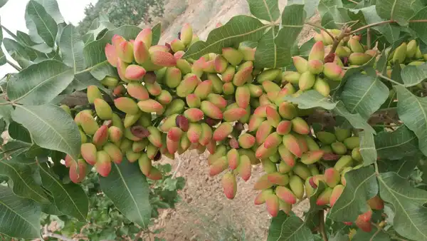 تعبیر خواب درخت پسته در خانه برای زن متاهل و باردار و دختر مجرد