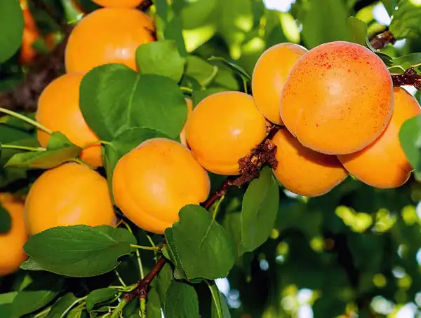 تعبیر خواب درخت زردآلو + برای زن متاهل و باردار و دختر مجرد
