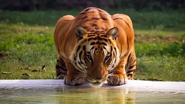تعبیر خواب دیدن ببر در خواب + برای زن متاهل و باردار و دختر مجرد