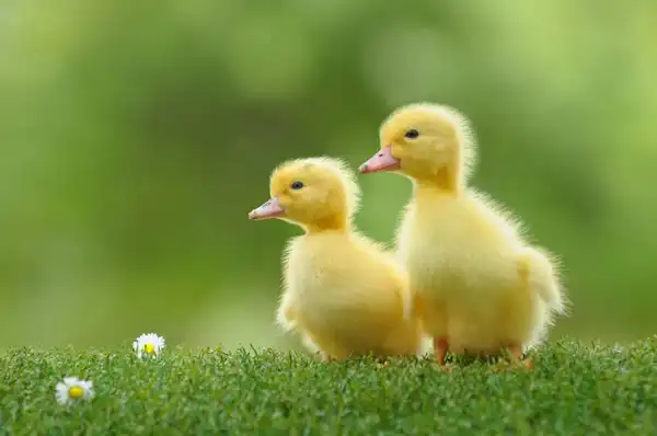 تعبیر خواب دیدن جوجه + برای زن متاهل و باردار و دختر مجرد
