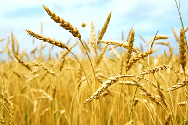 تعبیر خواب گندم + برای زن متاهل و باردار و دختر مجرد
