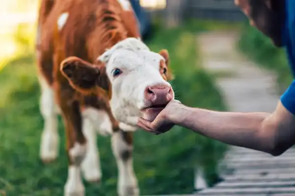 تعبیر خواب گاو مرده برای زن متاهل و باردار و دختر مجرد
