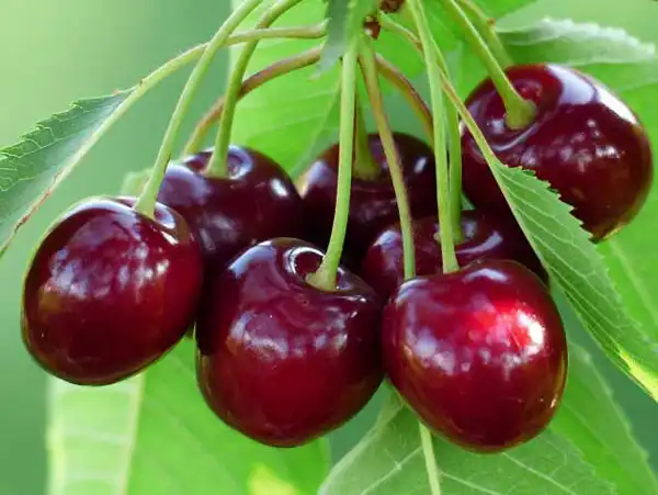 تعبیر خواب گیلاس چیدن برای زن متاهل و باردار و دختر مجرد