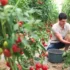 تعبیر خواب گوجه چیدن برای زن متاهل و باردار و دختر مجرد