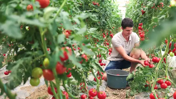 تعبیر خواب گوجه چیدن + برای زن متاهل و باردار و دختر مجرد